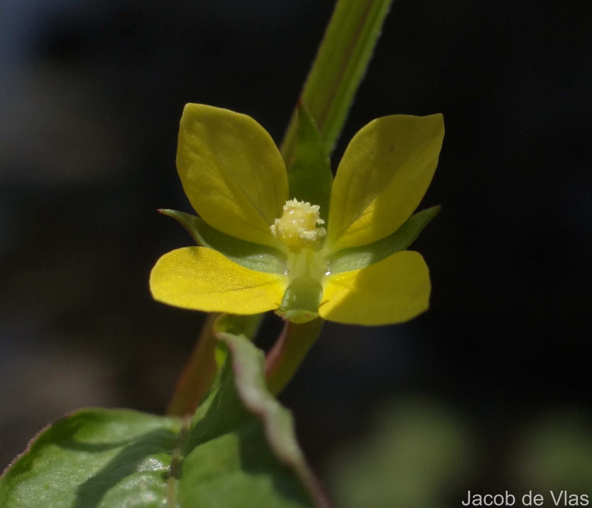Ludwigia hyssopifolia (G.Don) Exell